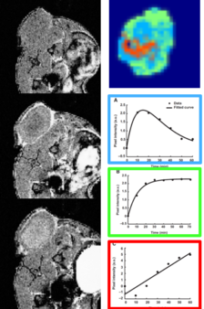 DCE-MRI in an experimental tumor model mouse