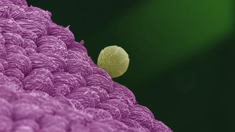 Pollen på blomblad