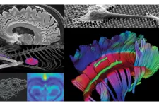 A collage with scientific images that represent a selection of the techniques available at LBIC. 